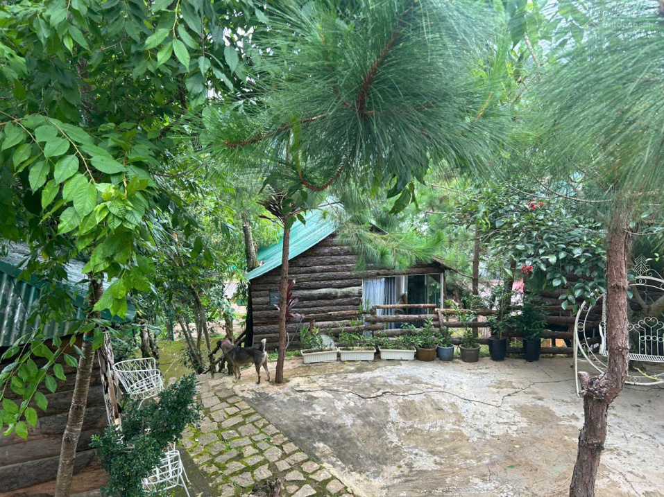 Mimosa – Khu vực bungalow