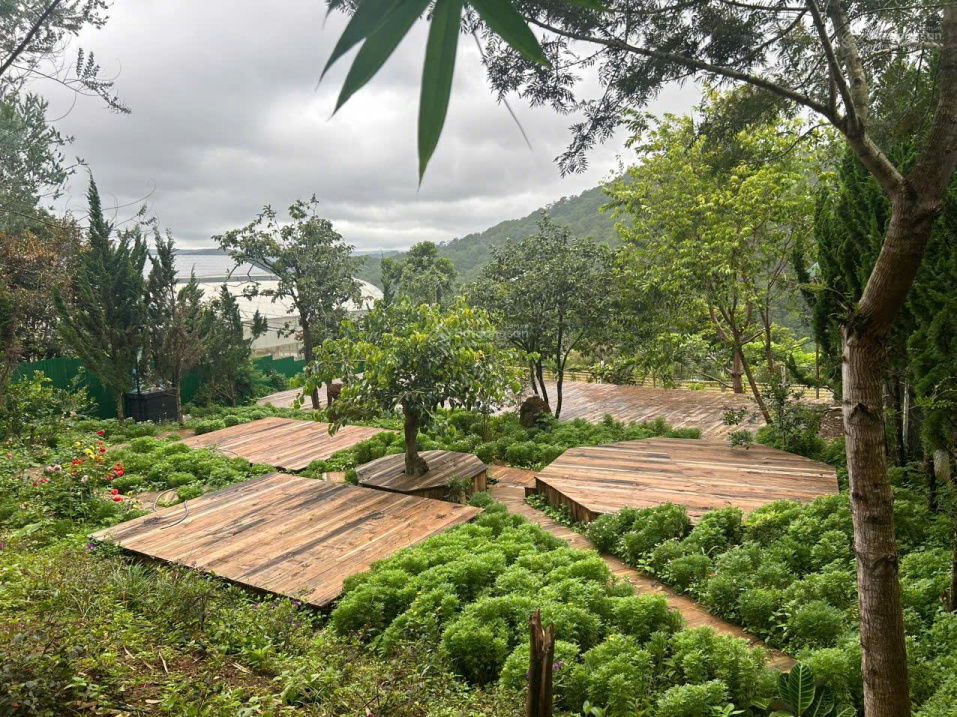 Mimosa – Khu vực cắm trại